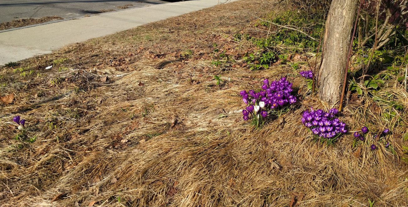 crocus color