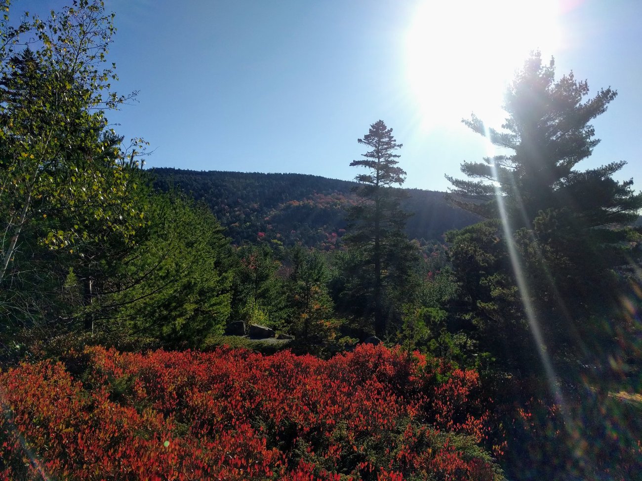 Acadia Fall Color