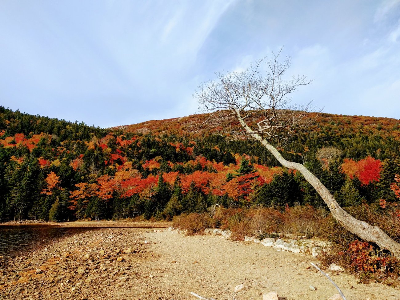 Acadia Foliage