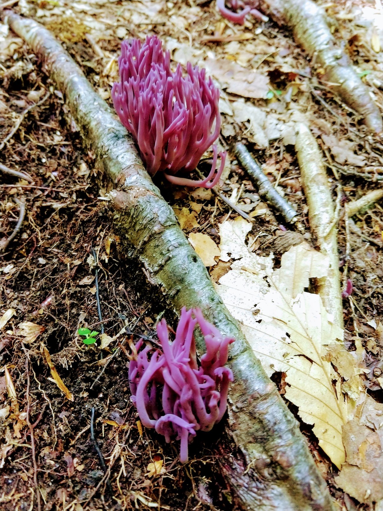 Maine Mushroom Peaks Kinney State Park Maine Mushroom Peaks Kinney State Park