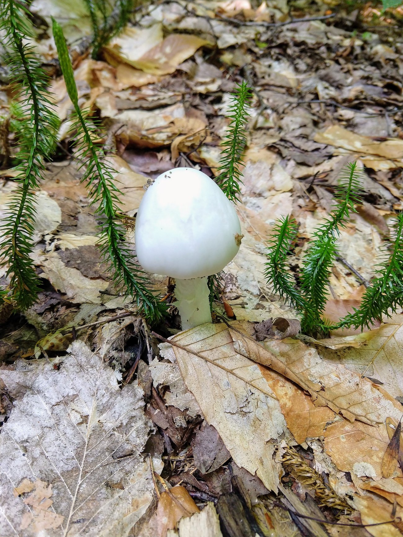 Maine Mushroom Peaks Kinney State Park Maine Mushroom Peaks Kinney State Park