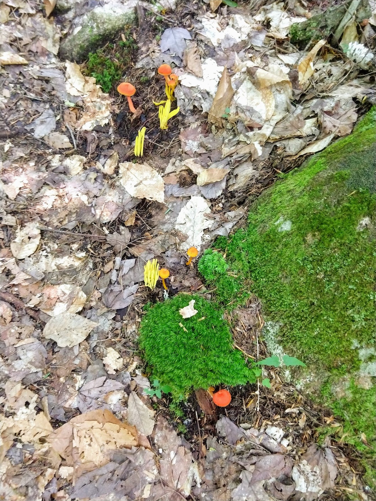 Maine Mushroom Peaks Kinney State Park