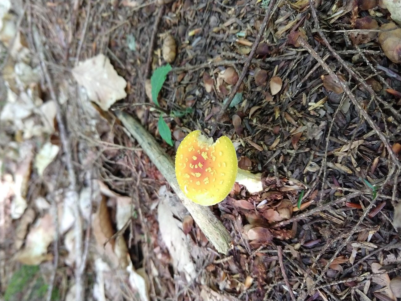 Maine Mushroom Peaks Kinney State
Park Maine Mushroom Peaks Kinney State
Park