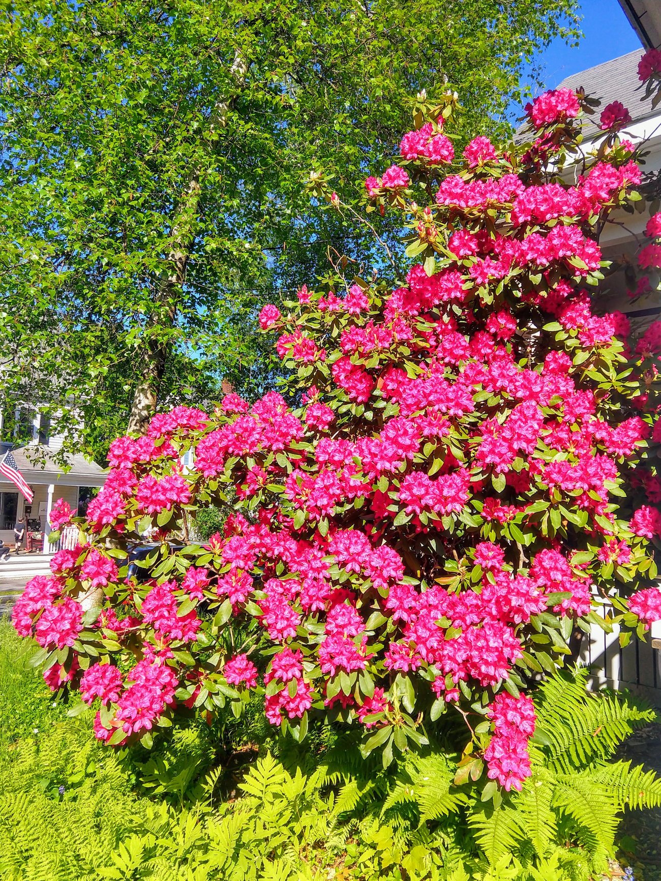 Rhododendron