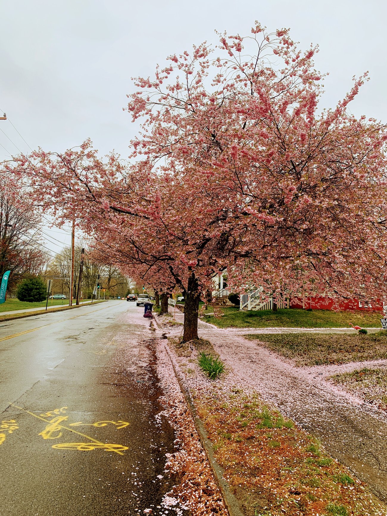 Crabapple Blossoms