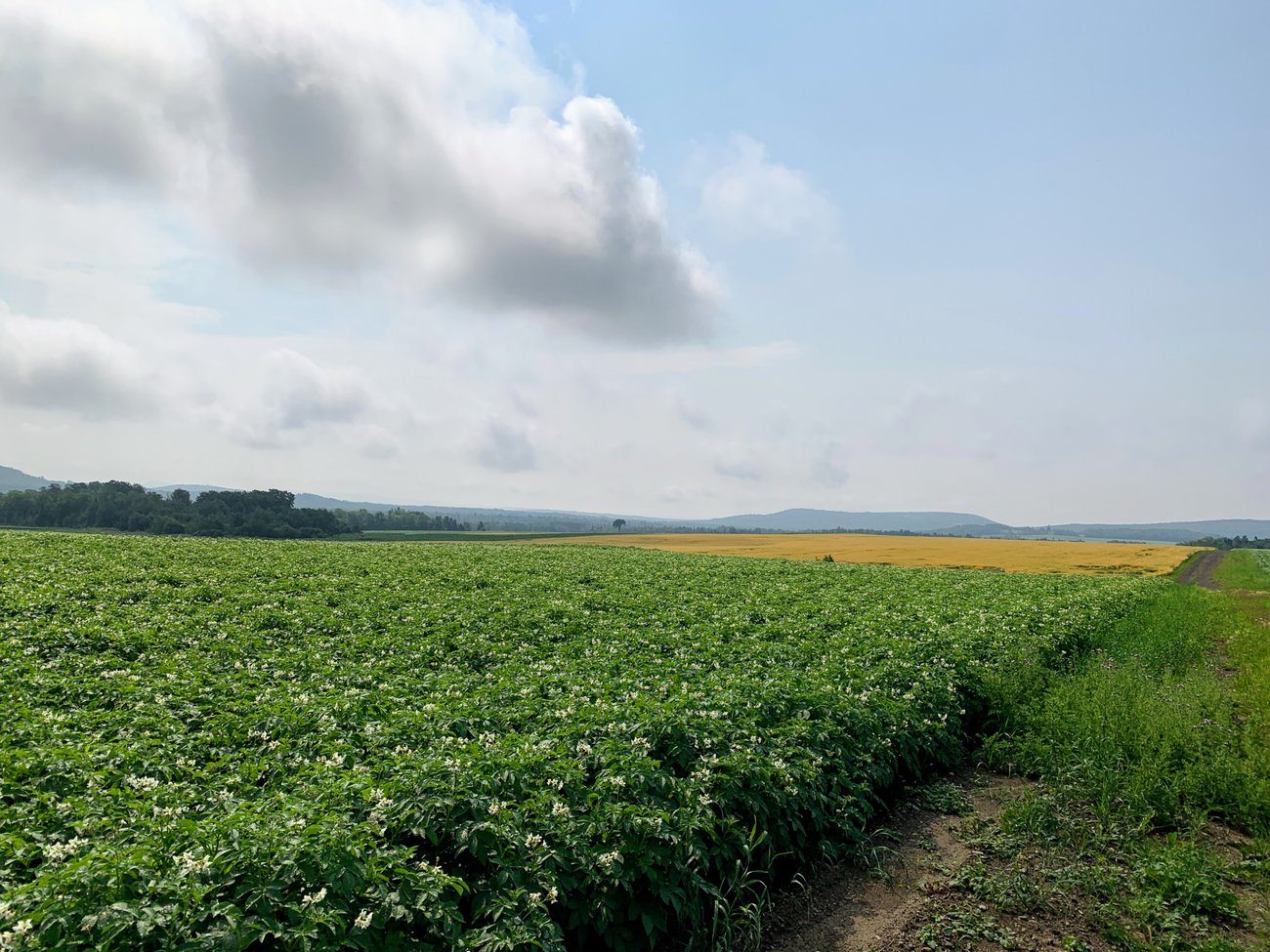 Potato Blossoms