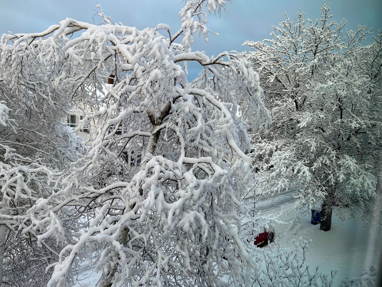 Snow Laden Trees