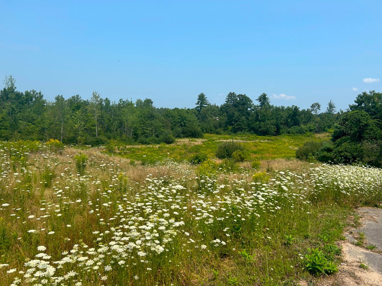 Sables Number 7 Sables Number 7