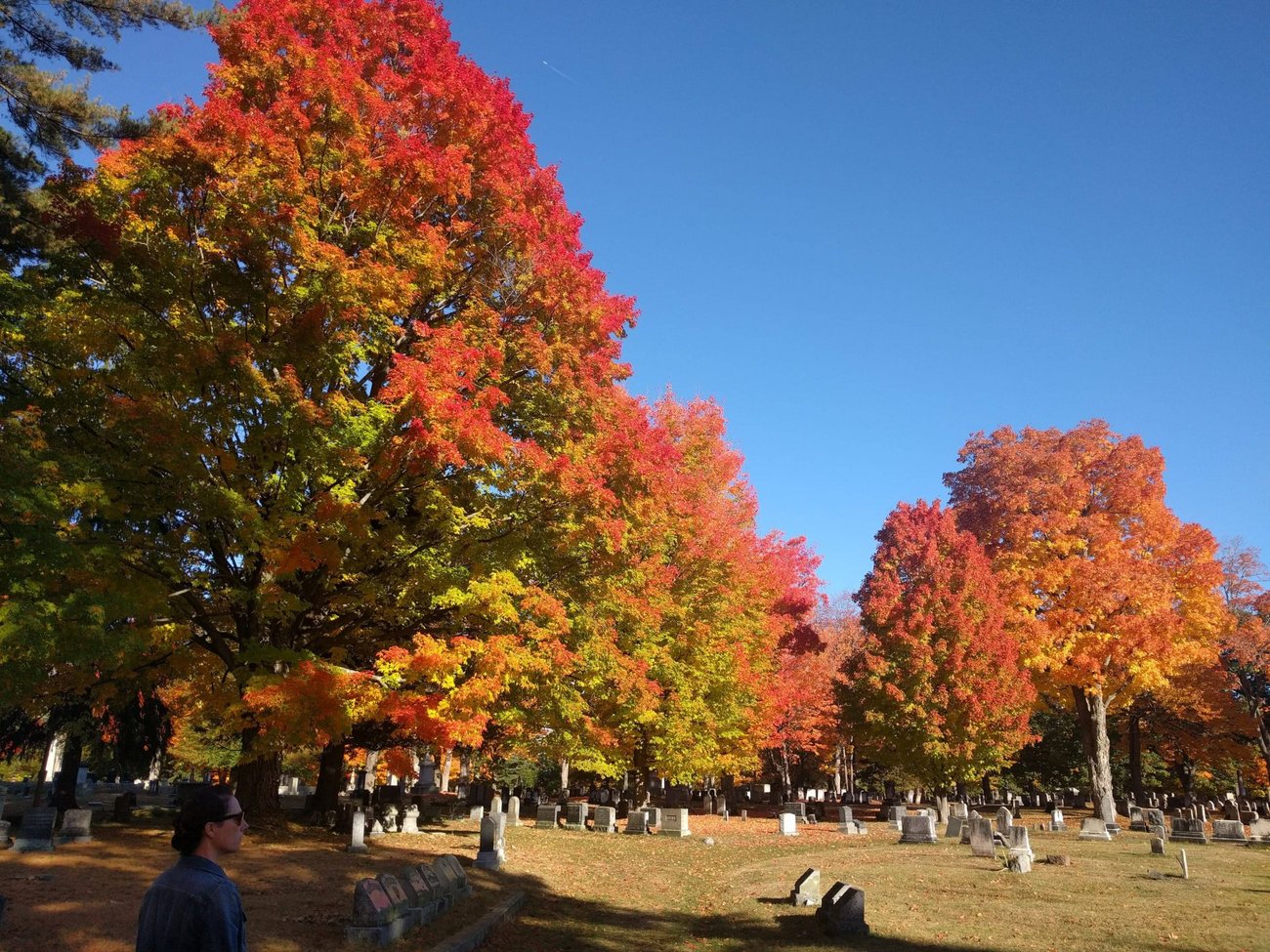 evergreen cemetery foliage