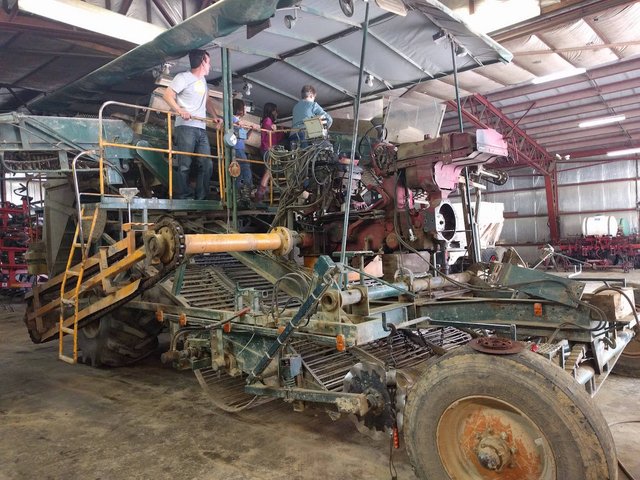 potato harvest potato harvest